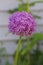 A blooming Allium Globemaster flower head