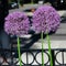 Blooming Alliums