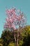 Blooming Almond Tree