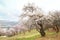 Blooming almond tree