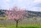 Blooming almond tree on the German Wine Road