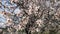 Blooming almond tree, springtime bloom