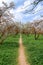 Blooming almond trees