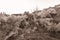 Blooming almond trees in Fikardou village- sepia toned