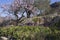 Blooming almond trees and olive tree in the mountains in the sunshine in Spain