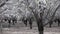 Blooming almond trees at spring time