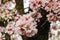 Blooming Almonds Trees Season Garden Concept
