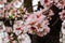 Blooming Almonds Trees Season Garden Concept