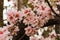 Blooming Almonds Trees Season Garden Concept