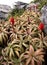 Blooming aloe