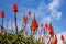 Blooming aloe flowers with blue sky background