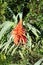 Blooming aloe that grows wild in Mallorca