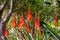 Blooming Aloe in Los Angeles