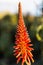 Blooming Aloe Vera