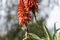 Blooming aloe vera with a Palestinian nectary bird