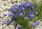 Blooming alpian bellflower or campanula morettiana. Flowering campanula di moretti or  moretti glockenblume in Dolomites. Italy