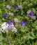 Blooming alpian bellflower or campanula morettiana. Flowering campanula di moretti or  moretti glockenblume in Dolomites. Italy