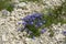 Blooming alpian bellflower or campanula morettiana. Flowering campanula di moretti or  moretti glockenblume in Dolomites. Italy