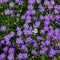 Blooming Alpine asters - Aster Alpinus