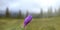 Blooming alpine crocus flower. A purple flower on a blurred background of a forest landscape in the mountains. Flowers Crocus