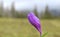 Blooming alpine crocus flower. A purple flower on a blurred background of a forest landscape in the mountains. Flowers Crocus