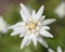 Blooming alpine edelweiss flower