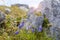 Blooming alpine flora in Julian Alps