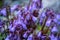 Blooming alpine plant Soldanella Alpina