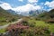 Blooming alpine roses at idyllic mountain landscape durrboden, dischma valley grisons switzerland