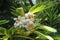 Blooming alpinia plant in the garden, closeup