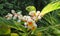 Blooming alpinia plant in the garden, closeup