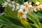 Blooming alpinia plant in the garden, closeup