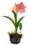 Blooming amaryllis