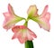 Blooming amaryllis