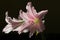 A blooming Amaryllis Belladonna flower