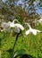 blooming Amazon lily. Eucharis grandiflora. White flowering houseplant