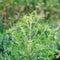 Blooming ambrosia bushes. Ragweed plant allergen, toxic meadow grass. Allergy to ragweed ambrosia . Blooming pollen artemisiifolia