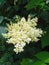 Blooming Amur lilac. White flowers surrounded by green leaves.