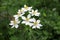 Blooming Anemonastrum fasciculatum at Lago-Naki Plateau