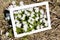 Blooming Anemone Meadow-rue flowers in frame.