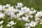 Blooming anemone, Tunkin valley, Buryatia, Russia