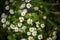 Blooming Anthemis cotula