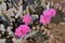 Blooming in anza Borrego desert