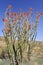 Blooming in anza Borrego desert