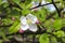 Blooming apple branch in spring orchard