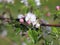 Blooming apple plantation. A young orchard of modern line-up on a spring sunny afternoon. A flower of an apple tree on a blurred b