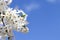 Blooming apple tree against the blue sky with copy space in springtime. Delicate flowers. Selective focus