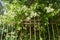 Blooming apple tree behind rusty iron fence.