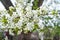 Blooming apple tree. Blossoming apple tree branches background, selective soft focus. Space for text. Template for postcards