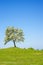 Blooming apple tree with a blue sky